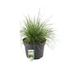 6 x Wald Schmiele  - Deschampsia cespitosa 'Bronzeschleier' Produktbild-Vorschau 2