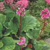 6 ks rastlín Bergenia – odroda 'Morgenrote' | Kvetináč 9x9 Náhľad obrázku produktu 2