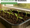 Tabasco Peperoni Etna Samen - Capsicum frutescens - Produktbild-Vorschau 8