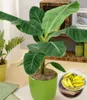 BALDUR Garten 1x Musa Banana Tropicana, Pflanze im 12 Produktbild-Vorschau 1