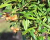 Nèfle naine Cotoneaster Salicifolius Gnom tronc haut 125 - Voir les images du produit 2