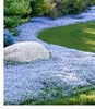 BALDUR Garten 9x Isotoma Blue Foot®, Pflanzen im 9x9 Produktbild-Vorschau 1