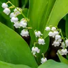 Maiglöckchen Zwiebeln - Weiße Convallaria Majalis - 10 Produktbild-Vorschau 3