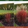 Stauden Gänge 1 x Miscanthus sinensis 'Lady in Red' im 11 x Produktbild-Vorschau 5