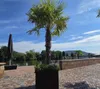A palm tree in a planter on a paved patio next to a body of water. Produktbild-Vorschau