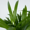 Areka - Dypsis lutescens - Wysokość 60-70cm - ⌀17cm Podgląd zdjęcia produktu 4