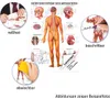 Nervensystem Mini-Poster Anatomie 34x24 cm medizinische Produktbild-Vorschau 2