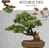 Semi di bonsai straordinari con un alto tasso di Anteprima dell’immagine prodotto 6