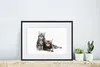 MuchoWow® MuchoWow® Gerahmtes Poster Zwei bezaubernde Maine Produktbild-Vorschau 6
