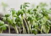 Kresse Ganzjahres-Gemüse-Sprossensamen 10G Produktbild-Vorschau 4
