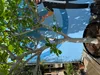 A fig tree in a pot, with a large blue and white graphic in the background that appears to be a mural or advertisement. Produktbild-Vorschau