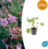 Geranium macr. 'Ingwersen's Var.' - Bodendecker - Produktbild-Vorschau 1
