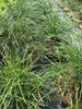 Thuja plicata Whipcord - Faden-Lebensbaum in Dekoschale Produktbild-Vorschau 3