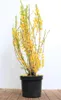 Forsythia 'Lynwood', Goldglöckchen, leuchtend gelb, 60–80 Produktbild-Vorschau 1
