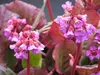 Stauden Gänge 1 x Bergenia cordifolia ‚Winterglut‘ - Produktbild-Vorschau 4