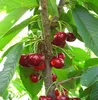 Prunus avium 'Boas' ® Säulenkirsche, 3 Liter Topf Produktbild-Vorschau 3