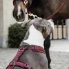 Kentucky Dogwear Hundegeschirr Aktiv Velvet, Größe:S, Produktbild-Vorschau 2