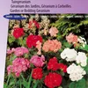 F2 Color Show semi misti – Gerani da giardino, piante da Anteprima dell’immagine prodotto 2