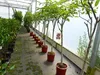 echter Walnussbaum Juglans regia 180 cm Obstbaum winterhart Produktbild-Vorschau 1