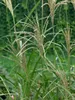 Miscanthus sinensis 'Silberfeder', Chinaschilf, ca. 11x11 Produktbild-Vorschau 3