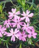 Phlox subulata 'Emerald Cushion Blue', Polsterphlox, blau, Produktbild-Vorschau 14