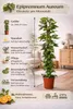 Epipremnum Aureum Ivy na patyku z mchu 160cm - roślina Podgląd zdjęcia produktu 2