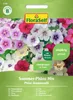 Plamenka letní mix FloraSelf Phlox Náhled obrázku produktu 1