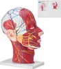 VEVOR Gefäßmodell des Kopfes Menschliche Anatomie Gehirn Produktbild-Vorschau 1