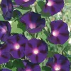Buzzy Popínavé kvety Ipomoea Knowlians Black Samen - cca 2 Náhľad obrázku produktu 5