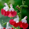 6 x Salbei  - Salvia microphylla 'Hot Lips'  | Topf 9cm x Produktbild-Vorschau 1