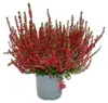 Calluna vulgaris – 6er-Set – Besenheide – Heidekraut – Produktbild-Vorschau 2