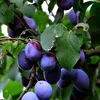 Prunus Domestica 'Hauszwetsche', Pflaumenbaum, 5 Liter Topf Produktbild-Vorschau 2