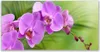 Glasbilder 120x60 Wandbild Druck auf Glas Blumen Gebäude Produktbild-Vorschau 1