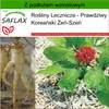 SAFLAX - Prawdziwy Koreański Żeń-Szeń - 10 Nasiona - Z Podgląd zdjęcia produktu 10
