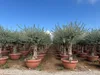 Sunny Tree - Olea Europea - Olivier résistant à l'hiver - Voir les images du produit 3