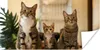 MuchoWow® Poster Drei Katzen auf kleinem Tisch 40x20 cm - Produktbild-Vorschau 1