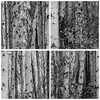 Bild auf Leinwand - Leinwandbild - Einteilig - Birken Wald Produktbild-Vorschau 8
