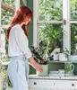 Dehner Elefantenfuß, Beaucarnea recurvata, einstämmig, ca. Produktbild-Vorschau 5