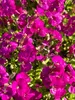 6 x Aubrieta 'Bressingham Red' - Fransenblume im Topf 9 x 9 Produktbild-Vorschau 1