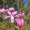 Magnolia Betty 2L Podgląd zdjęcia produktu 5