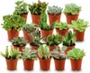 Zynesflora Mini Sukkulenten Mix im Ø 5.5 cm Pflanzentopf - Produktbild-Vorschau 1