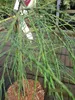 Chamaecyparis lawsoniana Drooping Solo - Hängende Lawsons Produktbild-Vorschau 1