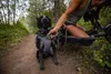 Ruffwear Switchbak Geschirr, Farbe:Granite Gray, Größe:S Produktbild-Vorschau 11