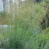 6 x Stipa gigantea - Stipa gigantea | Pot 9cm x 9cm Voir les images du produit 1