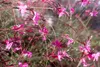 Stauden Gänge 3 x Gaura lindheimeri 'Siskiyou Pink‘ - Produktbild-Vorschau 6