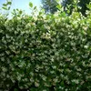 A dense hedge of blooming jasmine plants with small white flowers and green leaves. Podgląd zdjęcia produktu