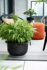 Green boutiQ - Bamboe - Fargesia robusta Pingwu - Voir les images du produit 5