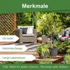An outdoor patio scene with furniture and plants, featuring a planter with a wood-like texture. Produktbild-Vorschau