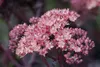 Sedum spectabile 'Purple Emperor', Fetthenne, purpurrot, Produktbild-Vorschau 1