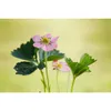 Erdbeere 'Rosana' - Fragaria x ananassa, Erdbeerpflanze im Produktbild-Vorschau 2
